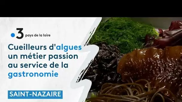 Cueilleurs d'algues, un métier passion au service de la gastronomie