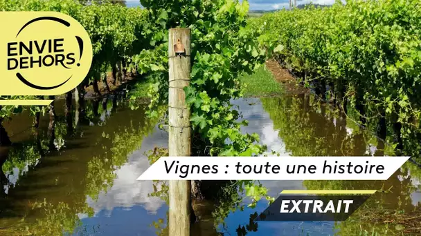 En Vendée la vigne a les pieds dans l'eau