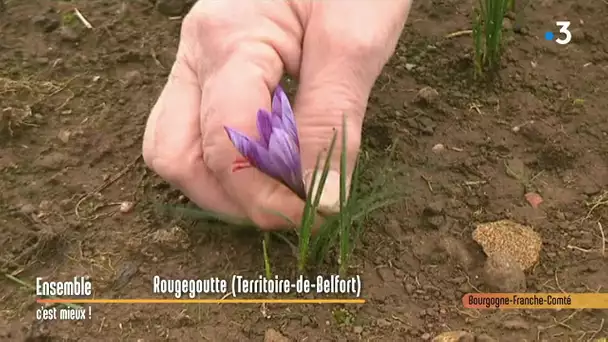 Le safran : l'or rouge cultivé dans le Territoire de Belfort