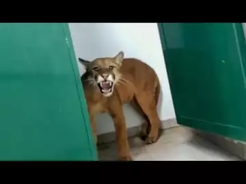 Attention il y un puma aux toilettes !
