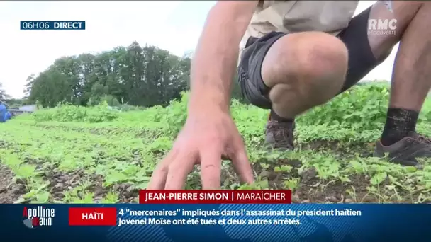 Vosges : La pluie perturbe énormément les cultures de légumes dans les jardins de Cocagne à Thaon