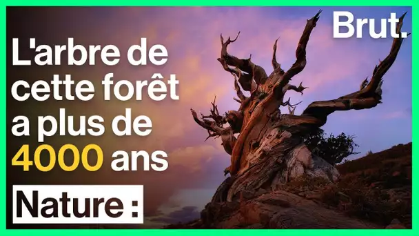 Cette forêt abrite le plus vieil arbre au monde