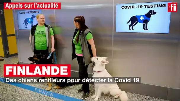 Finlande : des chiens renifleurs pour détecter la Covid-19