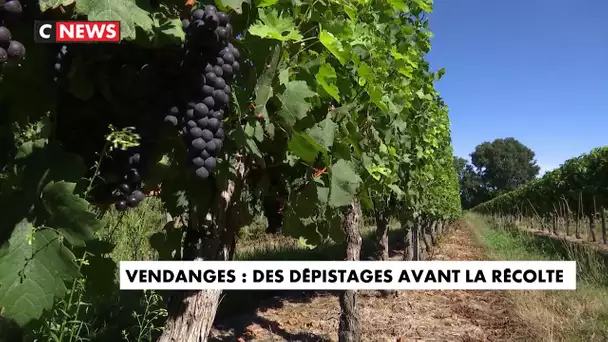 Vendanges : des dépistages avant la récolte