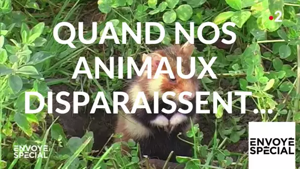 Envoyé spécial. Quand nos animaux disparaissent... - 14 février 2019 (France 2)