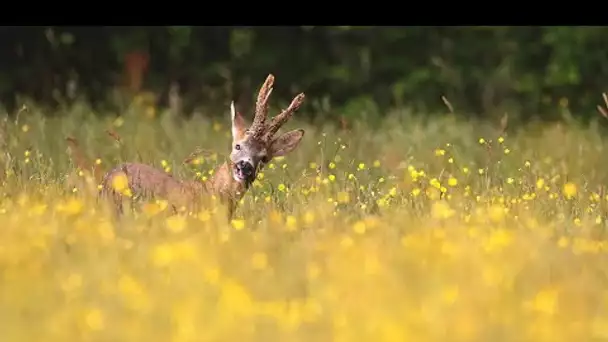 Bande annonce Campagnes quand l'homme renoue avec la nature