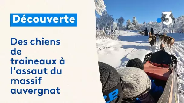 Des chiens de traineau à l'assaut du massif auvergnat