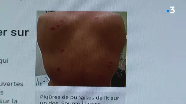 Brans ( Jura) : Pagaille, une petite chienne, entraînée pour trouver des punaises de lit