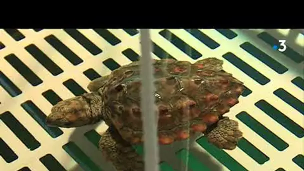 Echouée à Port Grimaud, une tortue caouanne est prise en charge à Antibes