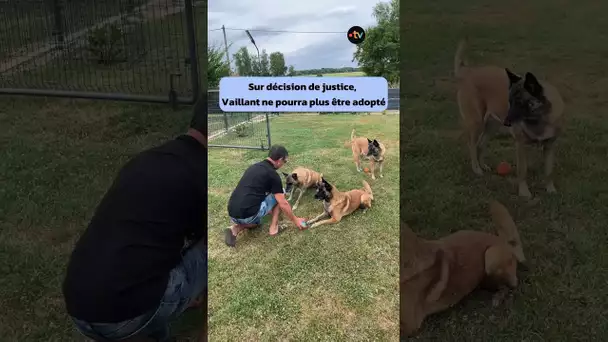 Battu et enterré vivant par son maître, Vaillant a été sauvé de l'enfer : "C'est un miraculé"