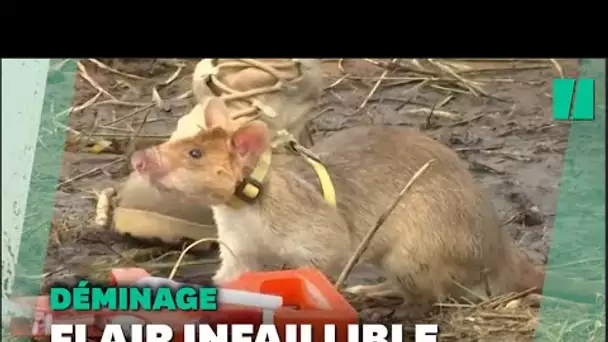 Une armée de rats entraînés à détecter des mines au Cambodge