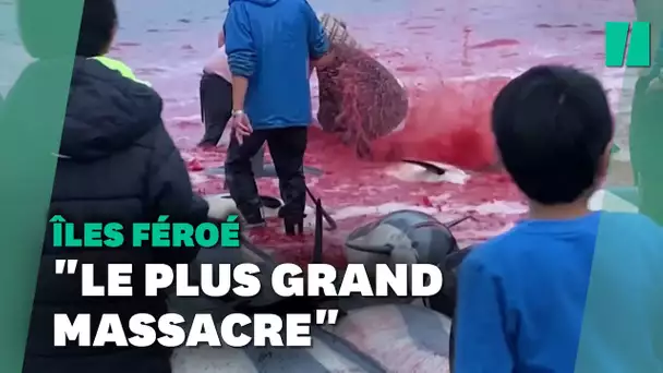 Plus de 1400 dauphins tués lors d'une chasse traditionnelle aux îles Féroé