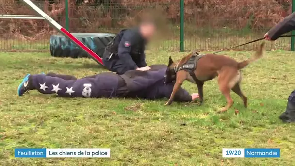 L'entrainement des chiens de la police en Normandie