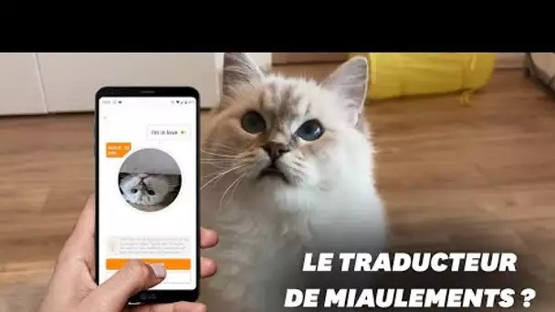 Que vaut Meow Talk, l'application qui traduit les miaulements de chat ?