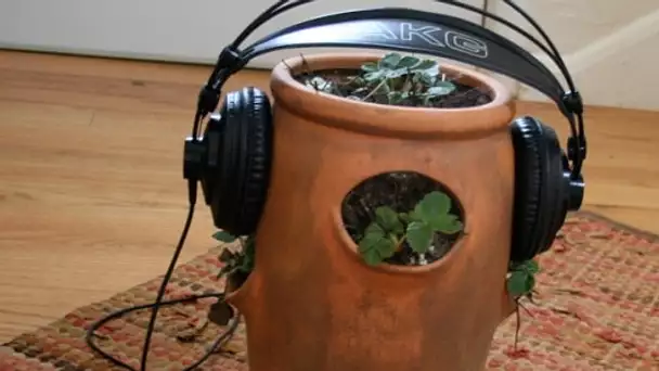 Faites pousser vos plantes avec de la musique !