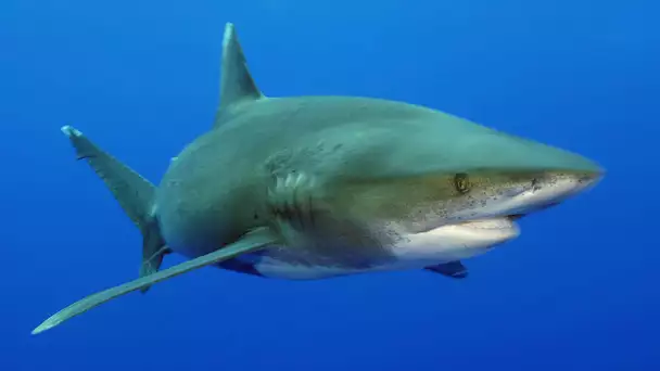 Requins, les nettoyeurs du lagon - Documentaire animalier