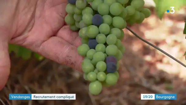 Covid-19 : les viticulteurs peinent à recruter des vendangeurs