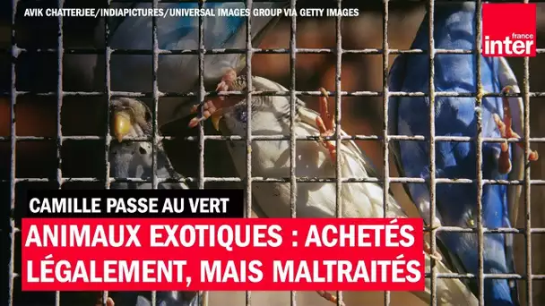 Animaux exotiques : achetés légalement, mais maltraités - Camille Passe au Vert