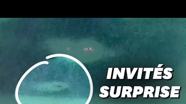 En Australie, ces nageurs et ces requins ont partagé la même balade dans un banc de saumons
