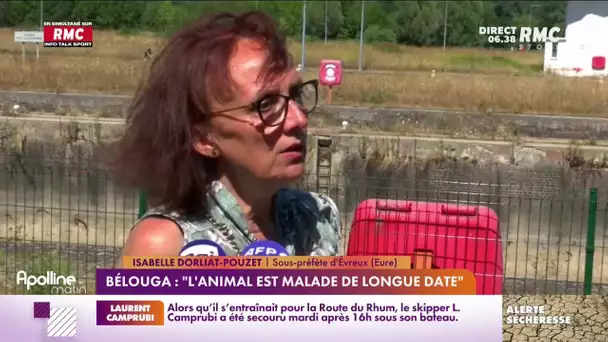 Béluga dans la Seine : "l'animal est malade de longue date"