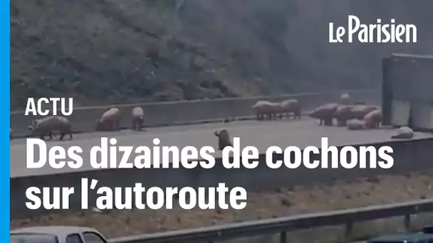Espagne : des cochons sur une autoroute après une collision entre un camion et une voiture