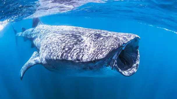 Requin-baleine : le plus grand poisson du monde - ZAPPING SAUVAGE