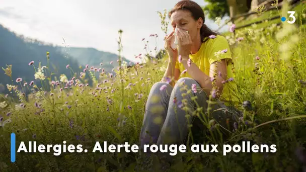 Allergies. Alerte rouge aux pollens