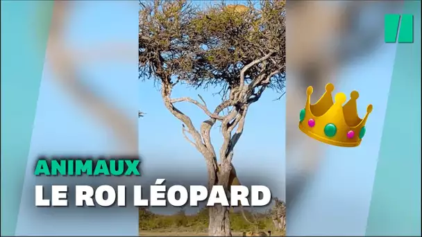 Cette maman léopard a trouvé la meilleure technique pour se débarrasser d’un lion