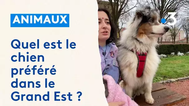 Savez-vous quel est le chien préféré dans le Grand Est ?