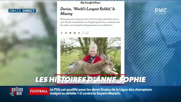 On a kidnappé le plus gros lapin du monde