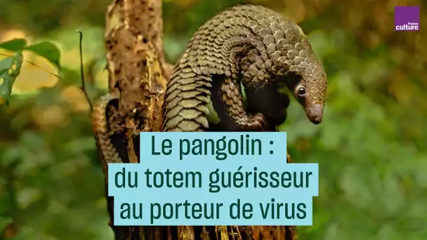 Le pangolin : du totem guérisseur au porteur de virus - #CulturePrime