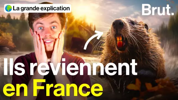 Pourquoi les castors reviennent… et qu'est-ce que ça change pour nous