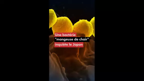 Une bactérie "mangeuse de chair" inquiète le Japon