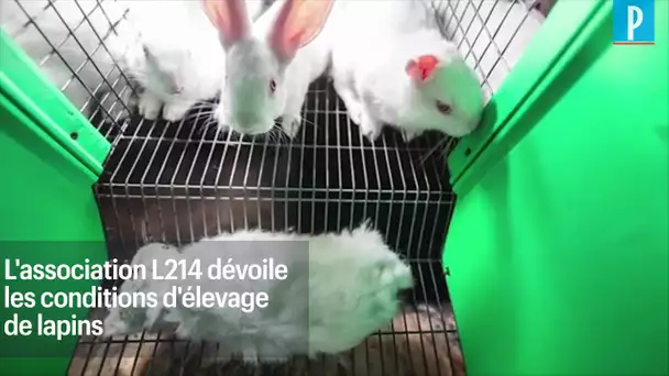 L'enfer des lapins surmédicamentés entassés dans des cages