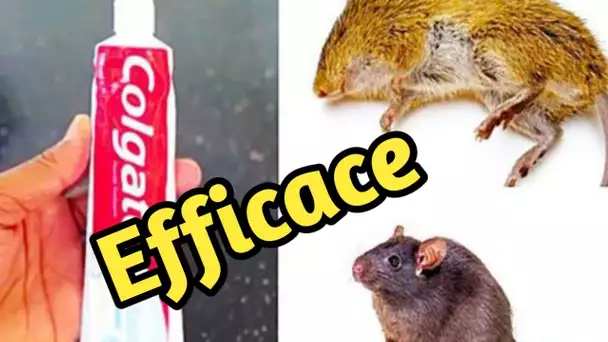 Comment éliminer les rats et les souris avec du dentifrice
