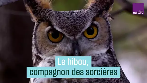 Le hibou, compagnon des sorcières