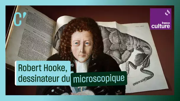 Robert Hooke, premier dessinateur du microscopique