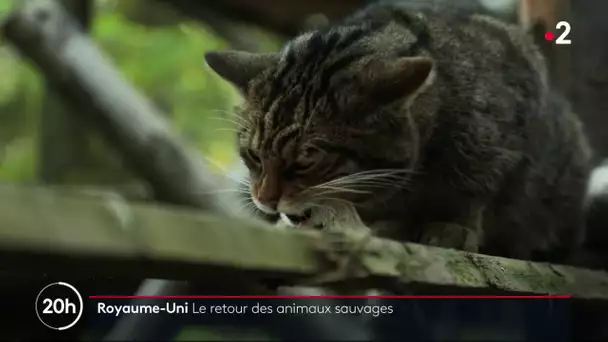 Royaume-Uni : le retour des animaux sauvages