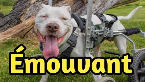 Un chien de refuge qui ne pouvait pas marcher parcourt maintenant le pays en fauteuil roulant