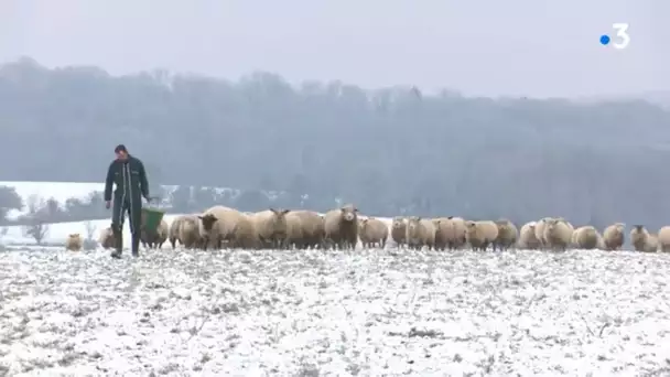 Haute-Saône : l'exaspération des éleveurs après de nouvelles attaques de troupeaux