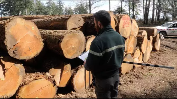 Le technicien forestier, garant de la régénération de la forêt