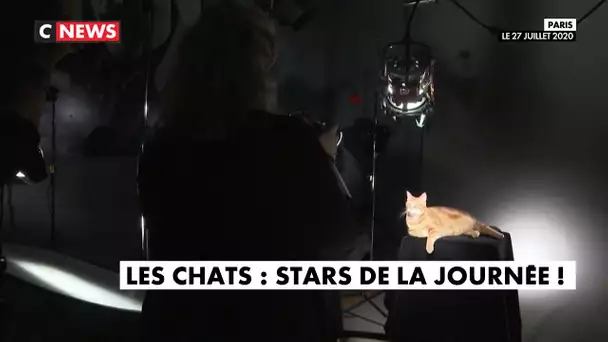 Journée internationale du chat : les félins stars d'une journée