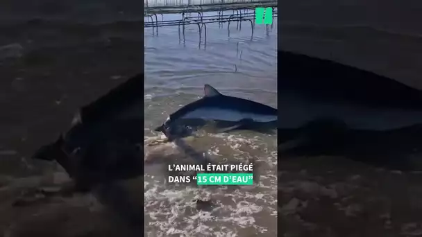 Dans le bassin d’Arcachon, un requin sauvé par un ostréiculteur