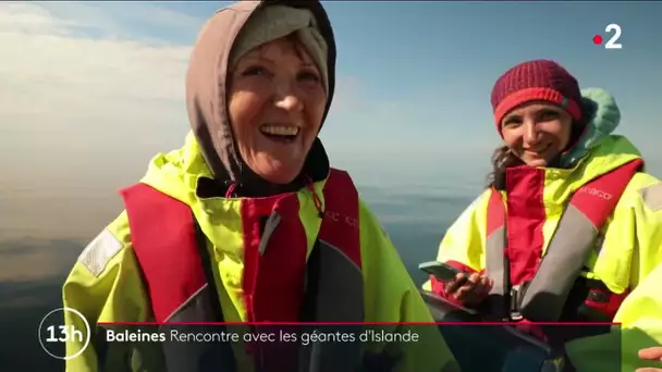 Baleines : rencontre avec les géantes d'Islande