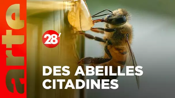 Intéressant : Faut-il installer des ruches dans les villes ? - 28 minutes - ARTE