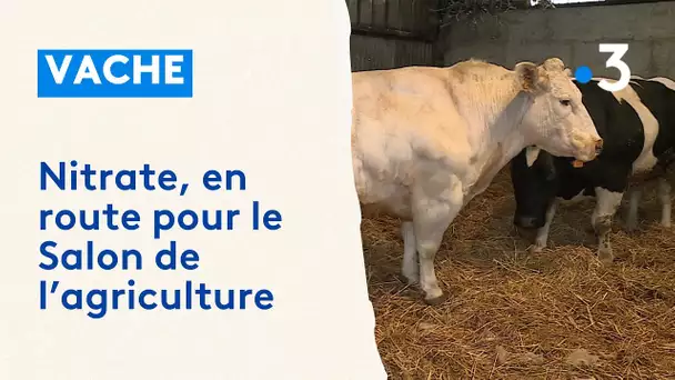 Une vache ardennaise en route pour le concours général agricole du Salon de l'Agriculture 2024