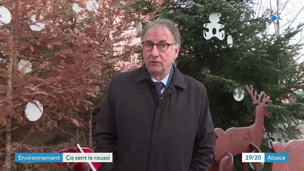 Lutzelhouse : des sapins de Noël roussis pour alerter sur la sécheresse