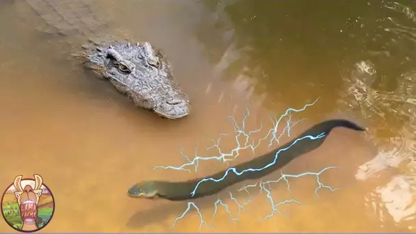 Ce Crocodile Sera Frappé Par 860 Volts!