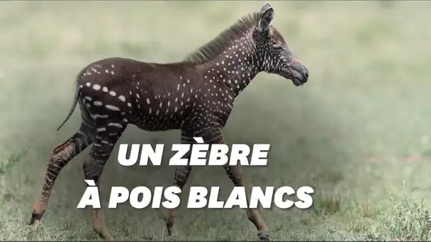 Ce petit zèbre tacheté sans rayure fait sensation au Kenya