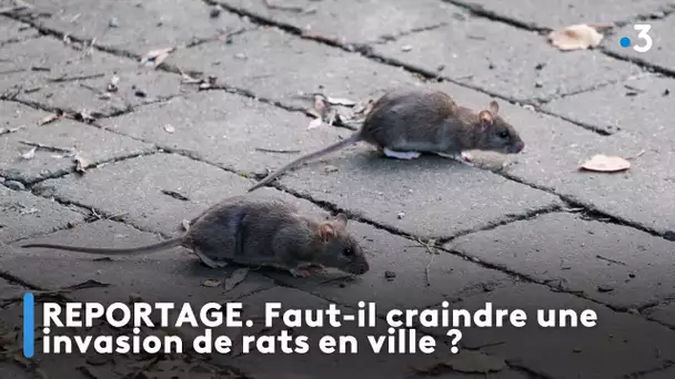 REPORTAGE. Faut-il craindre une invasion de rats en ville ?